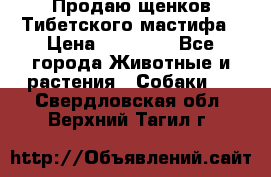 Продаю щенков Тибетского мастифа › Цена ­ 45 000 - Все города Животные и растения » Собаки   . Свердловская обл.,Верхний Тагил г.